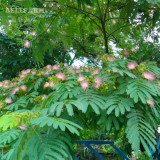 BELLFARM Mimosa Pudica Seeds, 20 Seeds, Original Pack, sensitive plant interesting bonsai pink flowers F002