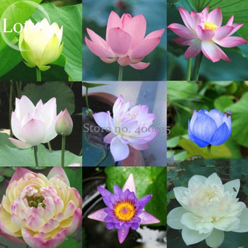 Rare Mixed 9 Colors Nelumbo nucifera Lotus Flowers, 10 Seeds, new long flowering attractive butterfly light up your garden E3659