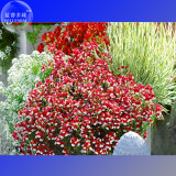 BELLFARM Nemesia Strumosa Danish Flag Flower Seeds, professional pack, 30 Seeds,  bonsai red white flowers TS323T