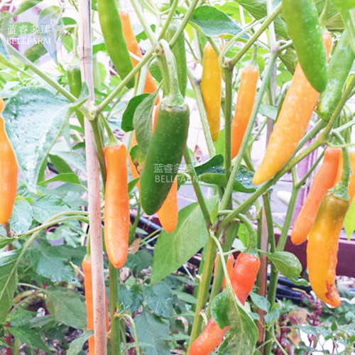 BELLFARM Chilli Bulgarian Carrot Pepper Green Orange Vegetable Seeds, 30 seeds, professional pack, a thick fleshed chilli