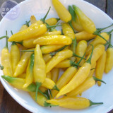 BELLFARM Chilli Peruvian Lemon Yellow Hot Pepper Seeds, 15 seeds, rare South American citrus flavoured chilli
