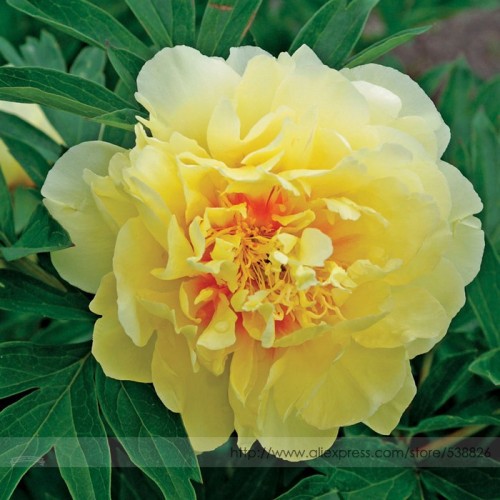 Heirloom Red Yellow Double Blooms Peony Tree Fragrant Flower Seeds, Professional Pack, 5 Seeds / Pack, Cold Hardy Paeonia #NF792