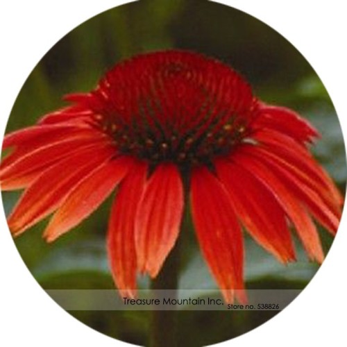 Heirloom Red Ruby Echinacea Perennial Coneflower Seeds, Professional Pack, 200 Seeds / Pack, Very Beautiful Long Lasting