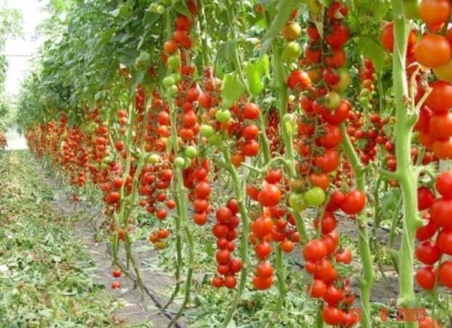 Tsifomandra Tomato Tree Seeds, professional pack, 100 Seeds TS289T