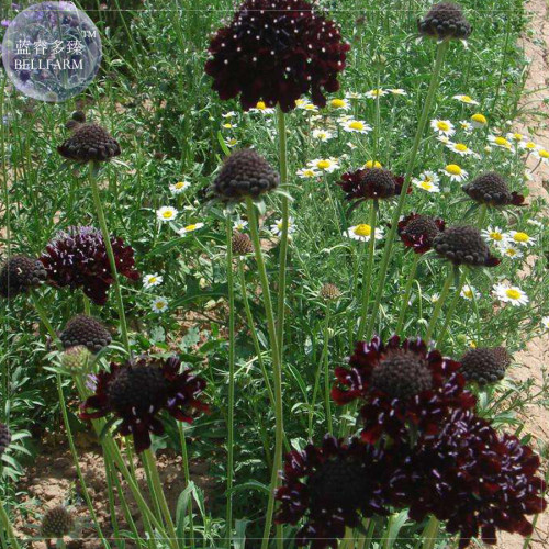 BELLFARM Scabiosa Atropurpurea Black Knight Kings Seeds, 20 Seeds, Professional pack, Deepest maroon, almost black blooms E4252