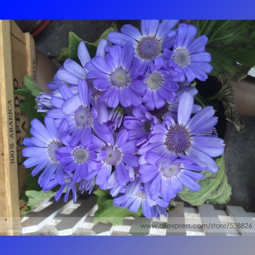 Rare Blue Chrysanthemum Mosquito Repelling Flower Seeds, Professional Pack, 20 Seeds / Pack, Light Fragrant Indoor Bonsai #NF772
