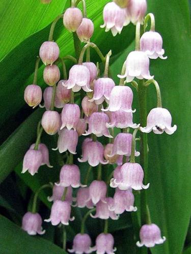 Rare 'Feng Die' Pink Lily of the valley Convallaria majalis Perennial Flower Seeds, Professional Pack, 50 Seeds / Pack