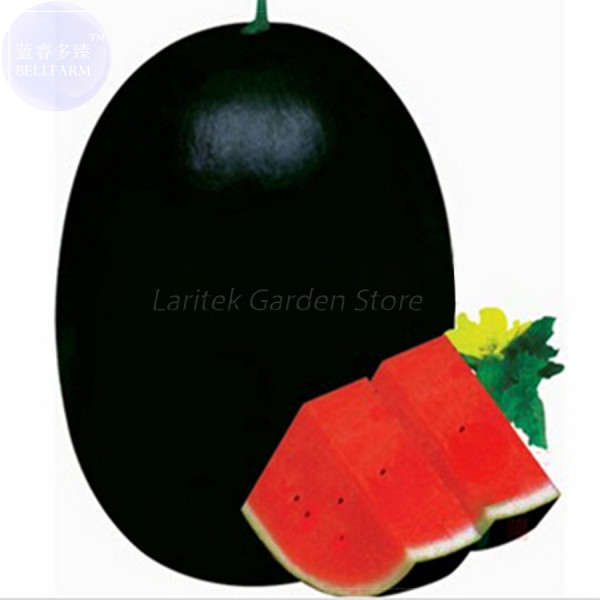 BELLFRAM Giant Sweet Black Watermelon Seeds, 20 Seeds, Professional Pack, huge delicious earliest cold tolerant watermelon E4154
