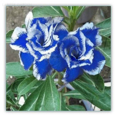 Rare Blue White Desert Rose Adenium, Professional Pack, 2 Seeds / Pack, amazing color E3553