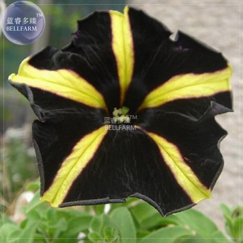 BELLFARM Petunia Black Petals with Yellow Stripe Flower Seeds, 200 seeds, professional pack, bonsai heirloom annual home garden