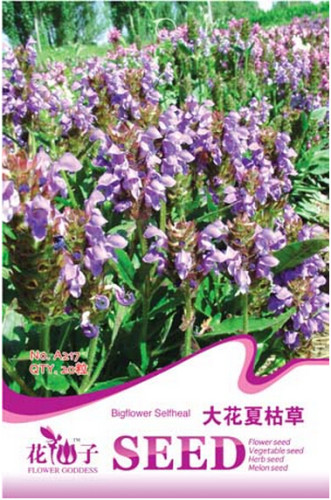 Prunella Herb Perennial Plant Seeds, Original Pack, 20 Seeds / Pack, Self-heals Allheal Herbal Medicine A217