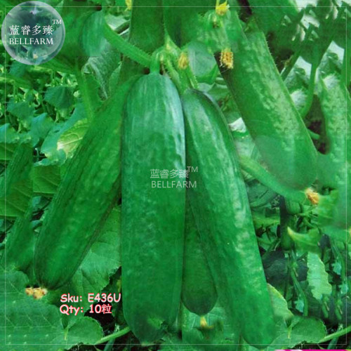 BELLFARM Fruit Cucumber Straight Refreshing Vegatable Seeds, 10 seeds, original pack, raw cucumber edible dark green