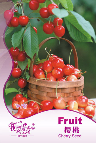 Rare Red Sweet Cherry Fruit Plant Seeds, Original Pack, 5 Seeds / Pack, Juicy Fruits TS055