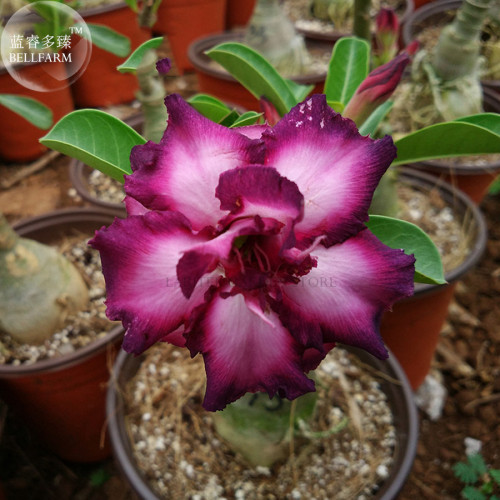 'Purple Angel' Adenium Desert Rose, 2 Seeds, bright purple double petals E4016