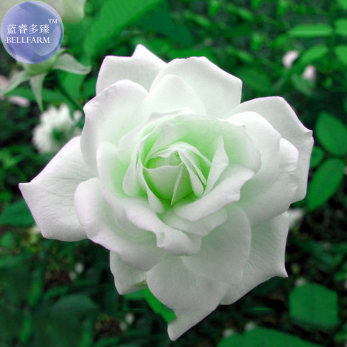 Rare Hybrid White Rose with Green Heart Flower Plant Seeds, Professional Pack, 50 Seeds / Pack, Light Fragrant E3443