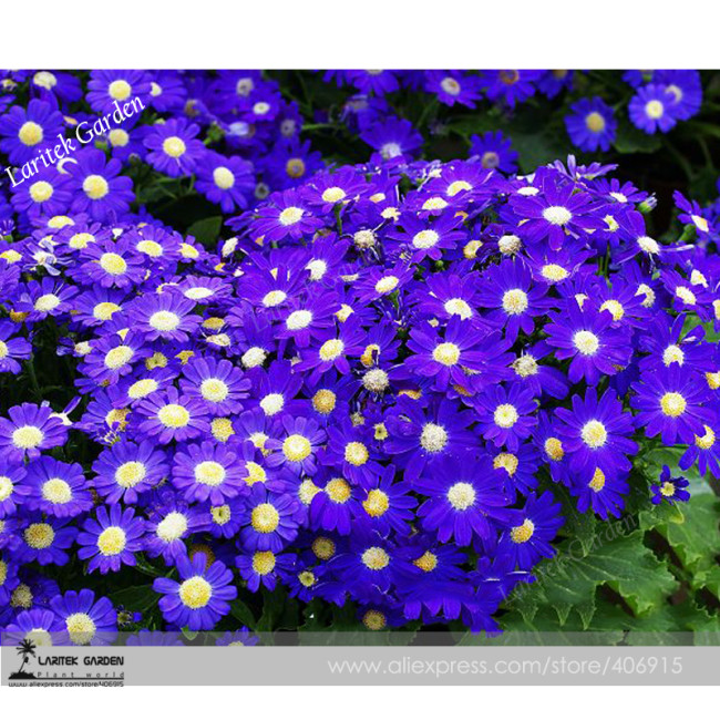 Hybrid F1 Dark Purple Florist's Cineraria (Pericallis hybrida) 40+ High germination 100% True Colors