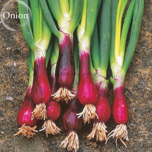 Spring Onion with Red Beard Seeds, 30 seeds, tasty organic vegetables E3930