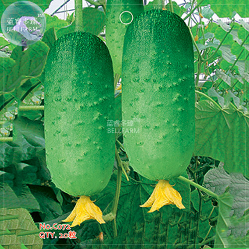 BELLFARM Cucumber Japanese Short Thick Vegetable Seeds, 20 seeds, original pack, crisp organic home garden vegetables