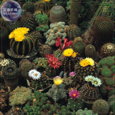 Cacti Cactus - Crown Mix Seeds, 10 seeds, professional pack, a must for home bonsai E4107