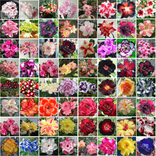 BELLFARM Bonsai Mixed 64 Types of Adenium Desert Rose Seeds, 100pcs/pack, black yellow red blue white pink etc nice combos