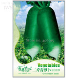 Green Radish Seed Best Garden Plants Vegetable Seeds, 60 seeds, natural organic vegetables IWSC140S