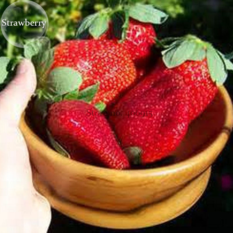 FragariaAnanassaRareGiantFlatStrawberry,100Seeds,hugefruitorganicE3935