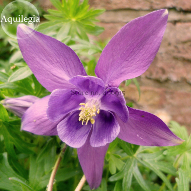 Aquilegia Amethyst. Light Purple Garden Columbine, 50 seeds, beautiful annual flowers E3798