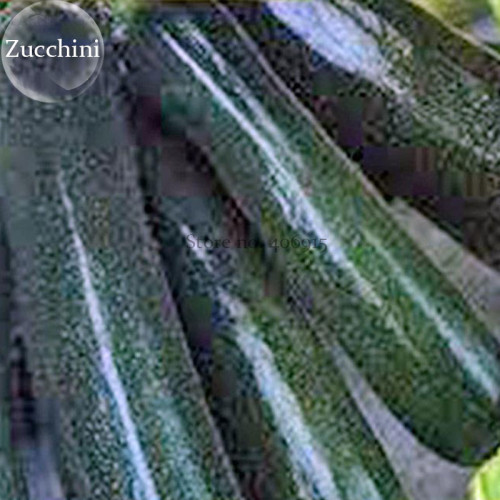 Heirloom Dark Green Zucchini Summer Squash Bonsai Vegetables, 8 Seeds, edible organic cucurbita pepo E3854
