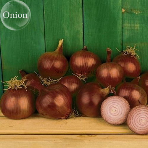 Red Creole Onion Vegetables, 100 Seeds, edible tasty vegetables E3732