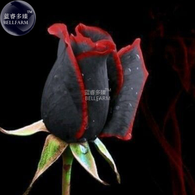 BELLFARM Rare Amazingly Beautiful Black Rose Flower with Red Edge Seedling Seeds,  approx 50 Seeds / Pack, #A00225