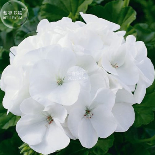 BELLFARM Geranium Maverick White Perennial Flower Seeds, 10 seeds, striking pure white flowers big blooms home garden