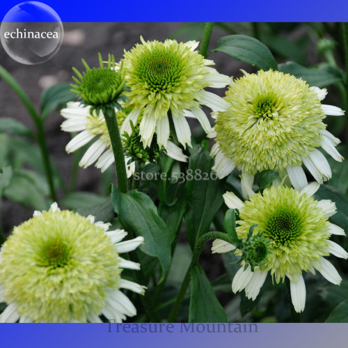 Heirloom 'Honeydew Cluster' Green Echinacea, 100 Seeds, big blooms lovely coneflowers TS257T