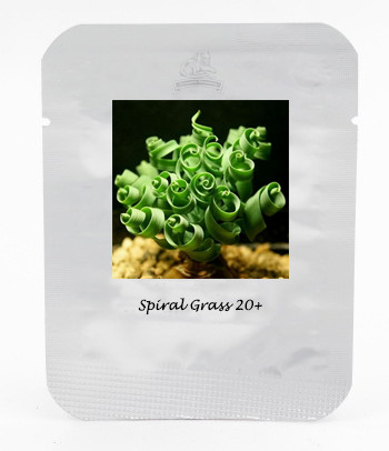 1 Professional Pack, 20 seeds / pack,  Albuca Namaquensis Spiral Grass Seed Shape Like Spring Interest Bonsai Plant #NF402