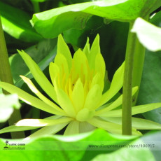 Very Very Rare Green Nelumbo Nucifera Lotus Flower Seeds, Professional Pack, 1 Seed / Pack, Very Beautiful E3144