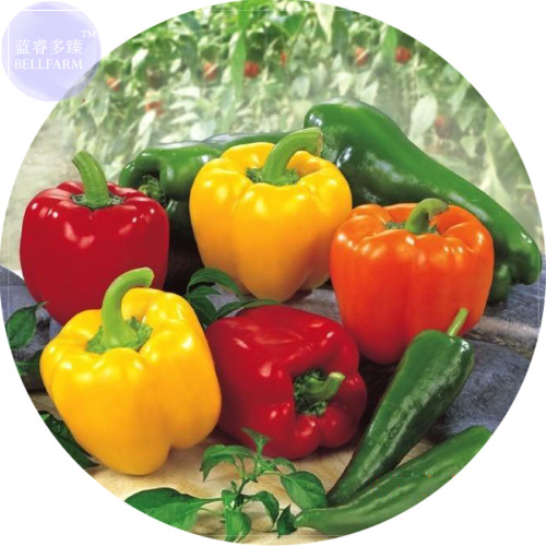 BELLFARM Sweet Bell Pepper Mixed Seeds, 30 Seeds, Professional Pack, organic yellow orange red green mixed E4162