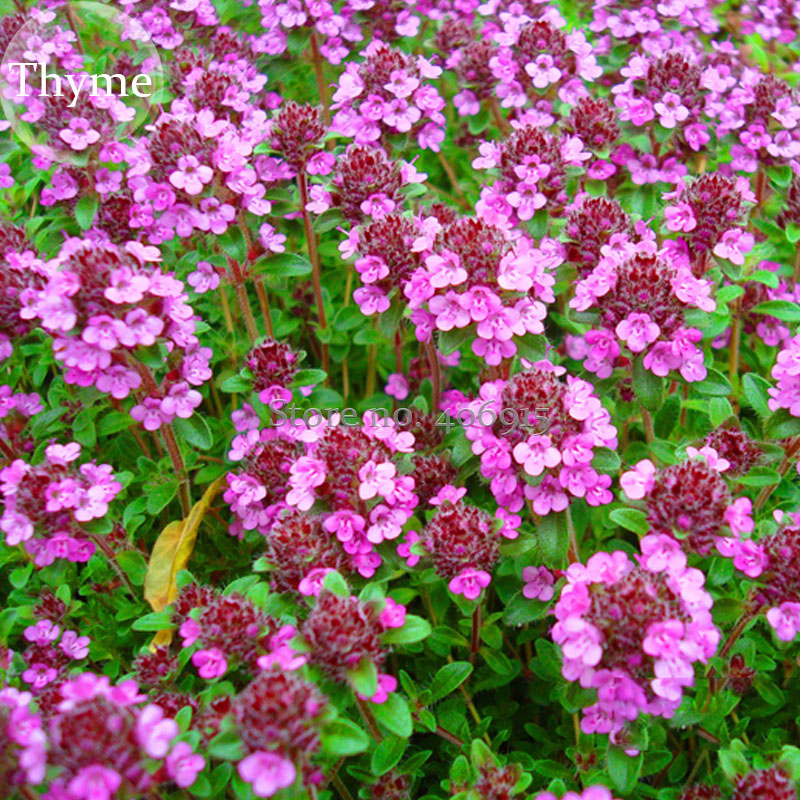 wild thyme ground cover