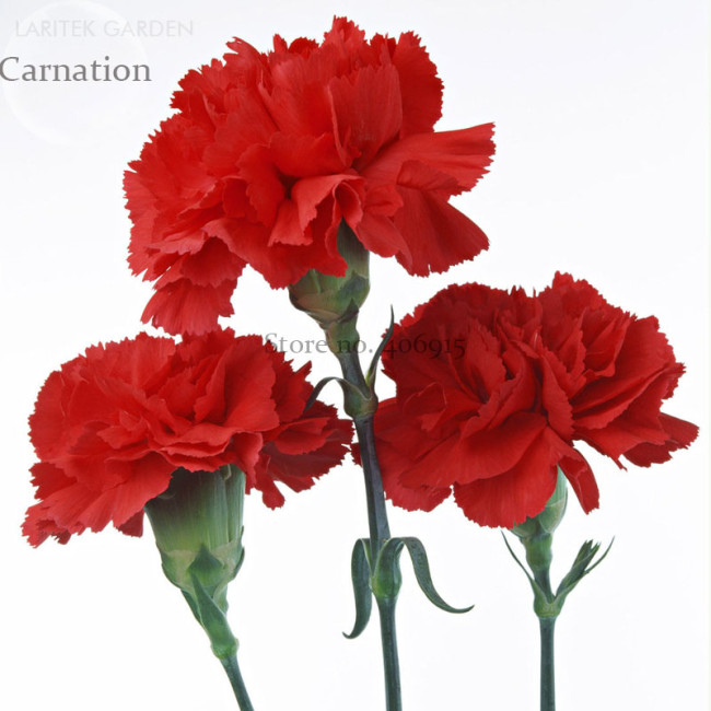 Scarlet Red Carnation Flowers, 50 seeds, light fragrant big blooming for mother's day E3933