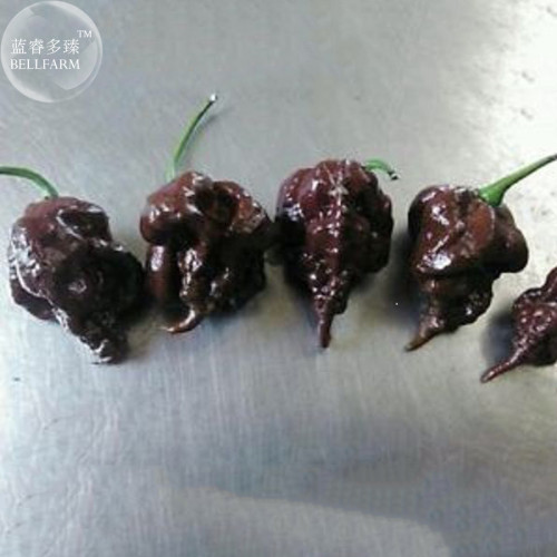 BELLFARM Pepper Hot Black Carolina Reaper Chili Seeds, 10 seeds, professional pack, possibly worlds hottest edible
