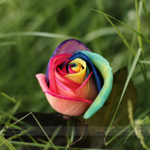 1 Professional Packs, approx 50 Seeds / Pack, Chinese New Rare Small Rainbow Rose Shrub Flower Seed #A00223