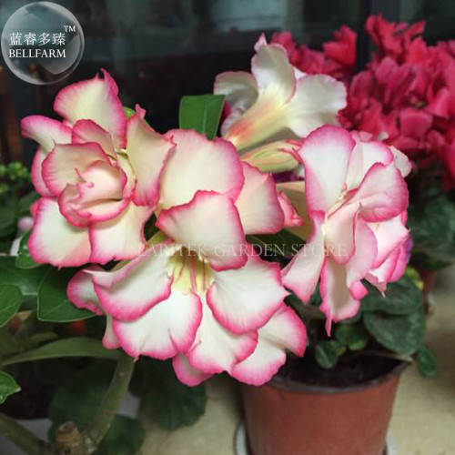 Heirloom 'River of Quick Sand' Adenium Desert rose, Professional Pack, 2 Seeds, 3-layer cream white petals with pink edge E4038