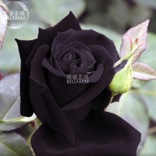 BELLFARM Maroon Super Black Rose Shrub Flower Seeds, 50 seeds, professional pack, light fragrant home cut flowers BD382H