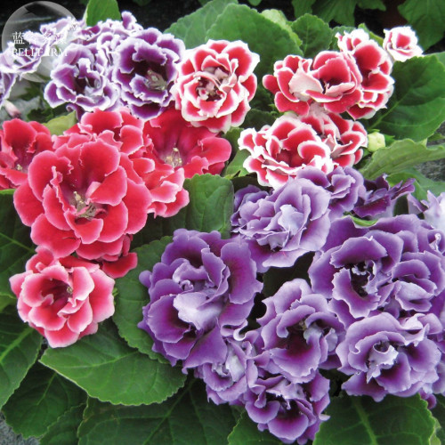 Gloxinia F1 Brocade Double Mixed Seeds, professional pack, 5 Seeds, pelleted double petals TS319T