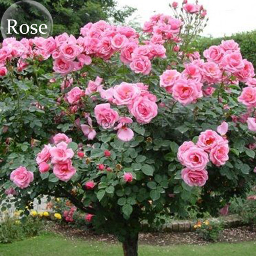 Big Pink Double-petalled Rose Tree, 50 seeds, open pollinated dazzling flower tree E3944