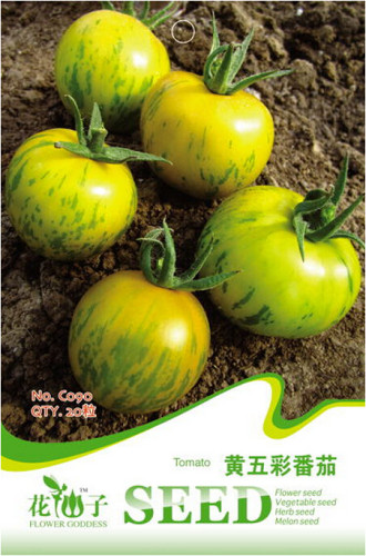 Rare Heirloom Yellow Tomato with Green Stripe Organic Seeds, Original Pack, 20 Seeds / Pack, Great Tasty Juicy Fruit C090