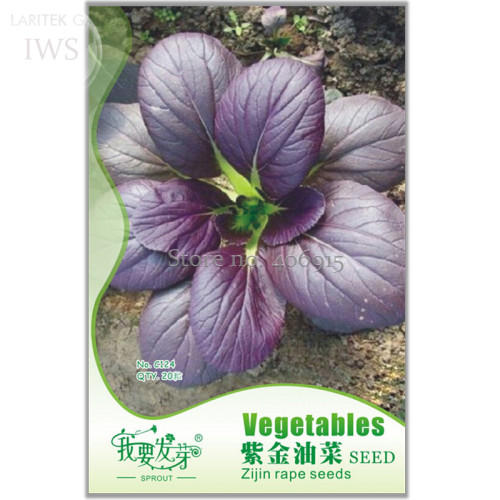 Edible Purple Rape Seeds , Original Pack, 20 seeds, natural organic green healthy balcony vegetable seeds IWSC124