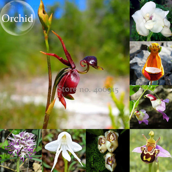 Rare Mixed Flying Duck Orchid Bonsai Perennial Flowers, 100 Seeds, attractive butterfly light up your garden E3630