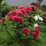 'Hot Fire' Red Wrinkled Peony Tree Seeds, 5 Seeds, Professional Pack, big blooming compact fragrant flowers  E3513