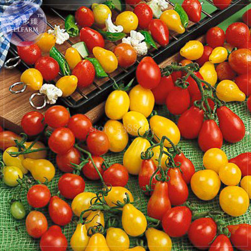 'Tomato New Family' Red Yellow Green Small Tomato Seeds, 100 seeds, professional pack, tasty edible sweet fruits TS378T