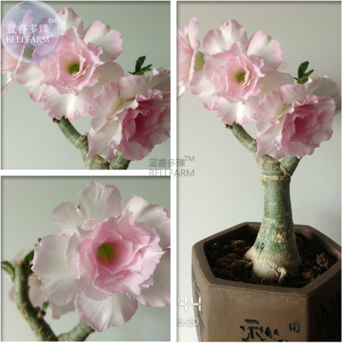 Heirloom Light Pink Aniumde Obesum Desert Rose Seeds, Professional Pack, 2 Seeds, double petals E3550