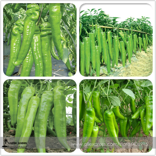 Heirloom Light Green Long 'Sheep Horn' Sweet Pepper Vegetable F1 Seeds 20+ E3465